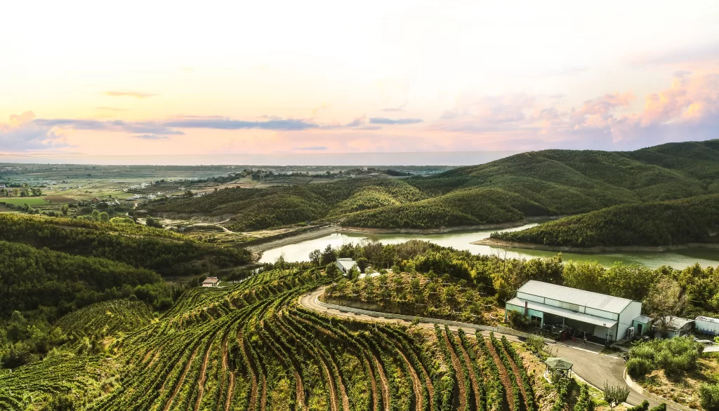 The vineyard at DUKA Winery & Vineyard. The destination to the best wine tours in Albania. At the bottom near the lake you can find DUKA Winery Restaurant.