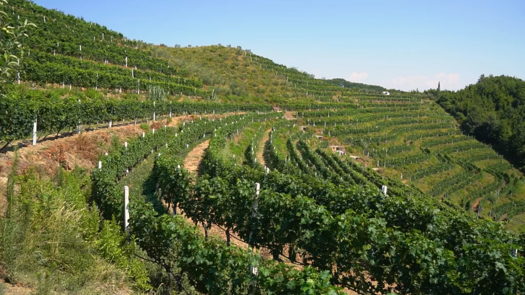 The vineyard at DUKA Winery. The path to the best wine tours in Albania.
